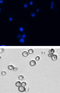 Cell cycle nocodazole cell images