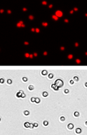 cell-cycle-panc-1-cell-images