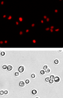 Cell cycle pc3 cell images