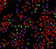 Cell cycle PI control counted cells