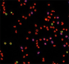 Cell cycle PI treaded counted cells