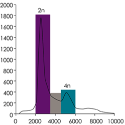 Histogram showing fluorescent intensity of Jurkat cells at various stages of the cell cycle. The purple bar (2n) represents G1-phase , the gray bar S-phase, and teal bar (4n) the G2/M phase.