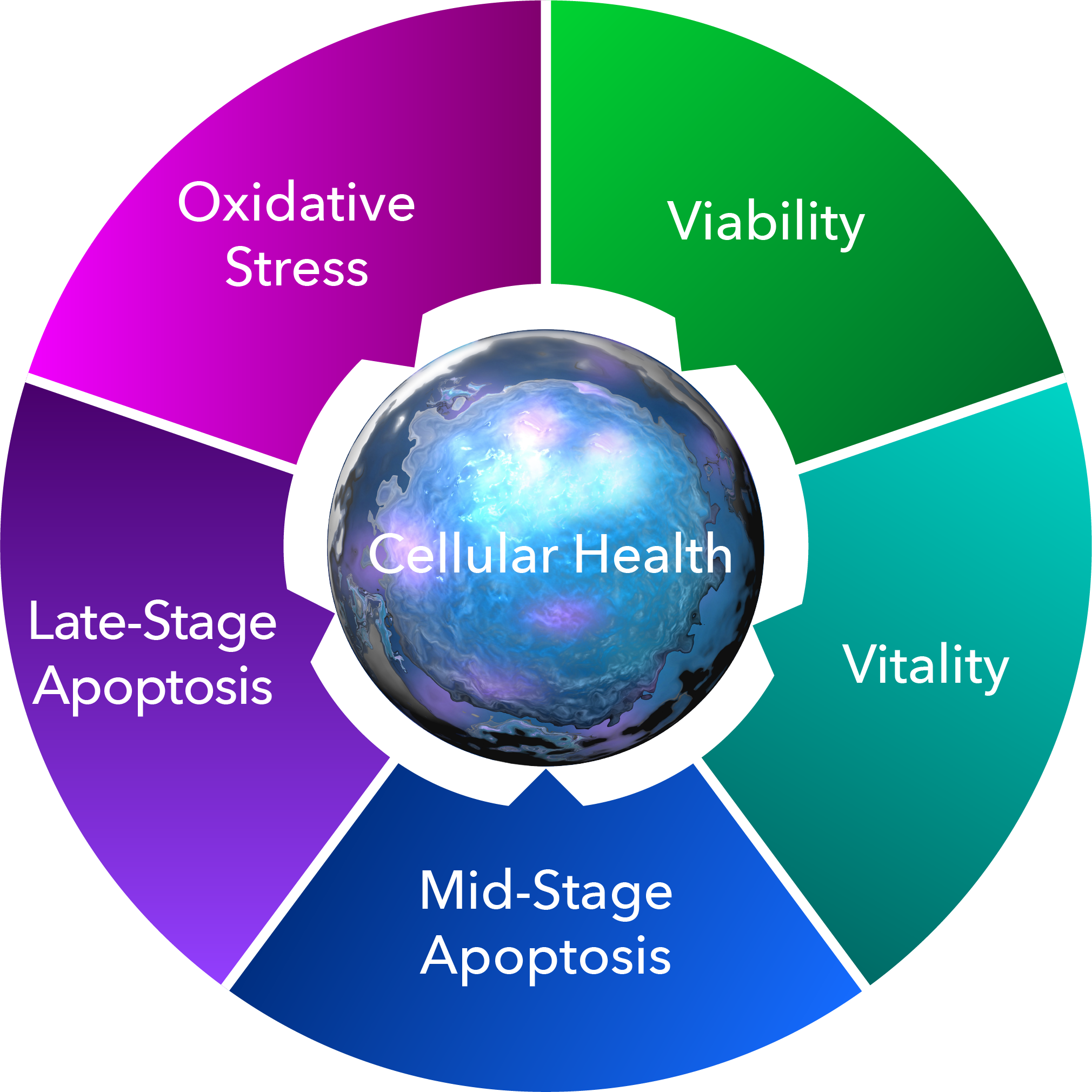 Image showing five measures of cell health - viability, vitality, mid and late-stage apoptosis, and reactive oxidative stress.