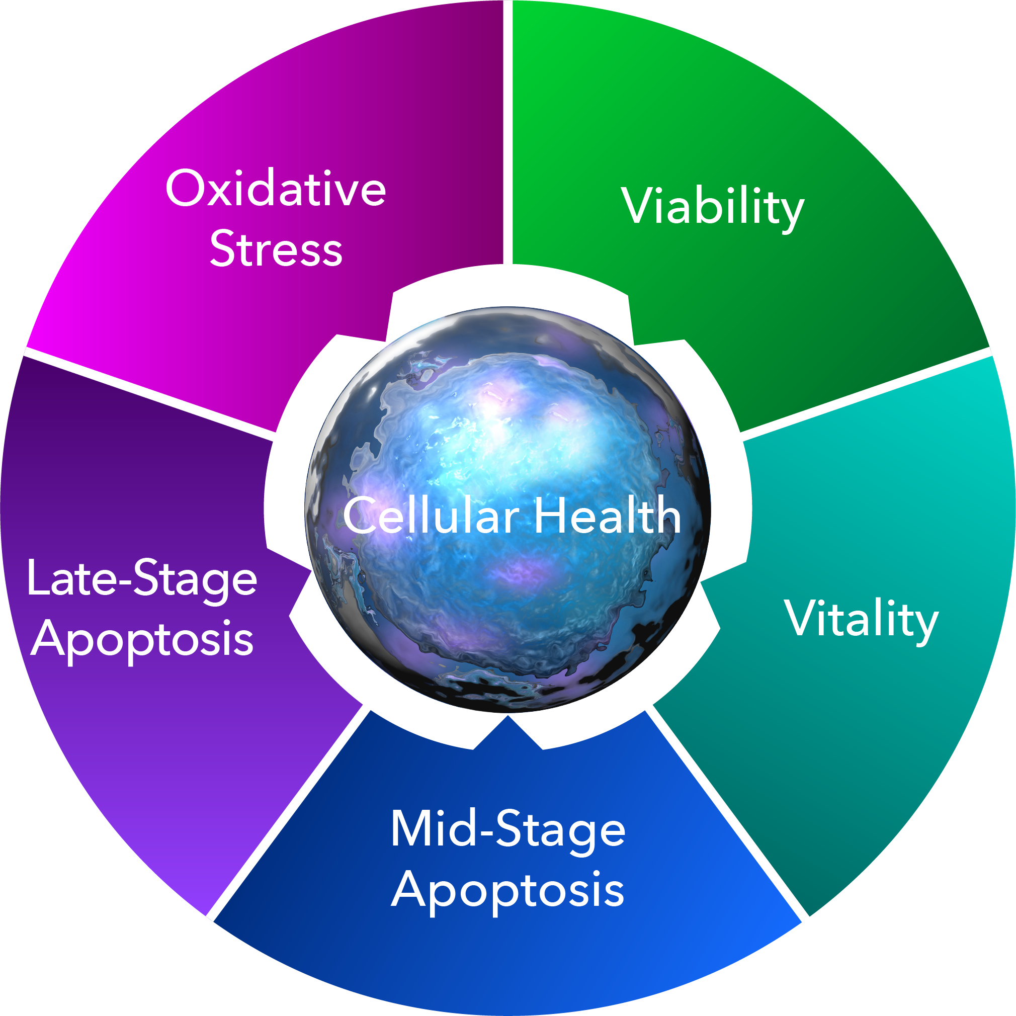 Image showing five measures of cell health - viability, vitality, mid and late-stage apoptosis, and reactive oxidative stress.