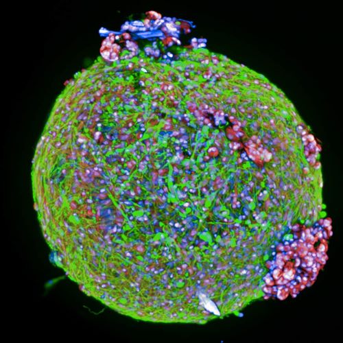 cell-imaging-ai-500x500