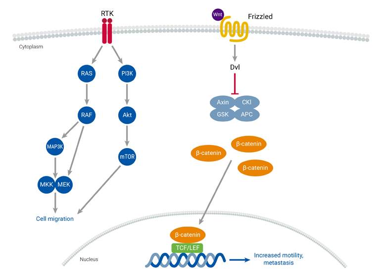 cell-migration