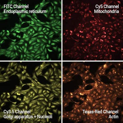 U-2 OS cells stained with PhenoVue Cell Painting JUMP Kit