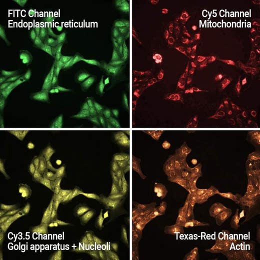 Purvalanol A treated U-2 OS cells stained with PhenoVue Cell Painting JUMP Kit