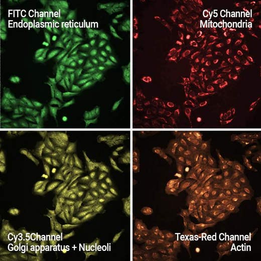 Lonafarnib treated U-2 OS cells stained with PhenoVue Cell Painting JUMP Kit