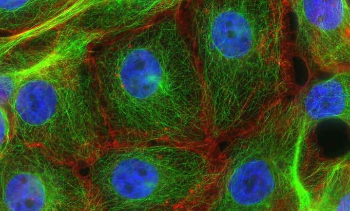 Cell panel screening services hero