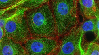 Cell panel screening services thumbnail