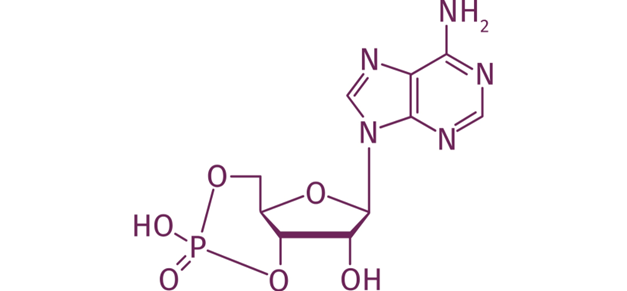 cell-preparation-a-key-step-for-successful-camp-assays_Image1.png