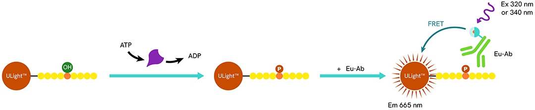 cell-signaling-and-kinase-webpages-kinase-webpage1080