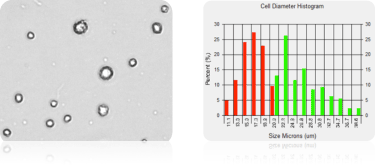 Measuring cell size of mesenchymal stem cells