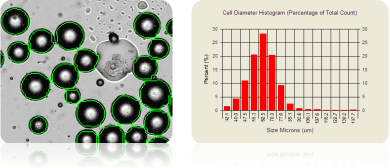 Average rat adipocyte size: 62.3 mm in diameter