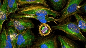 cellular-imaging-analysis-512x288.jpg