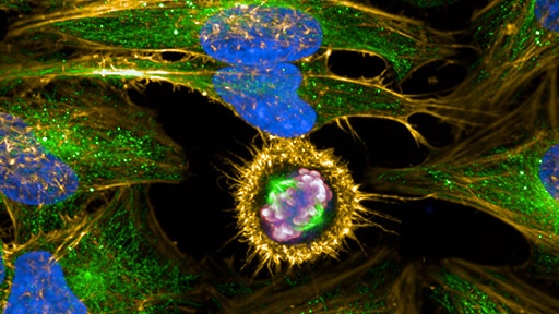 cellular-imaging-applications-thumbnail-512x288.jpg