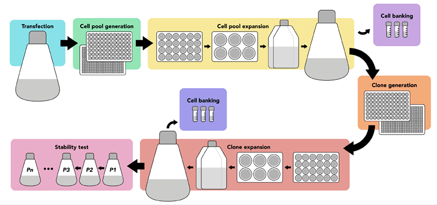 cho bioprocessing workflow