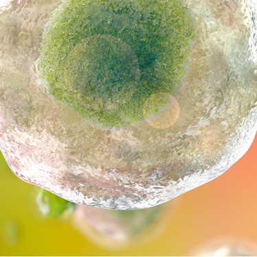 CHOSOURCE GS KO cell line