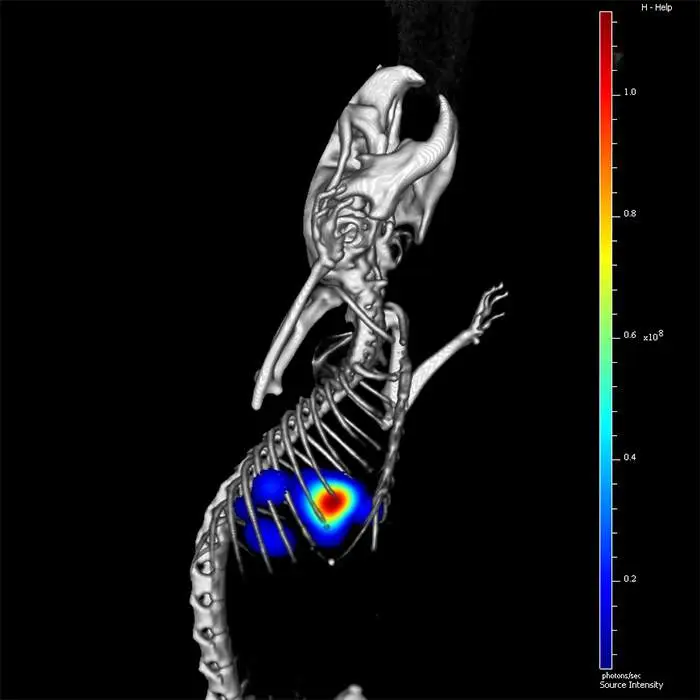 Co-registration of lung tumor imaged on Quantum GX2 microCT and IVIS Spectrum optical systems
