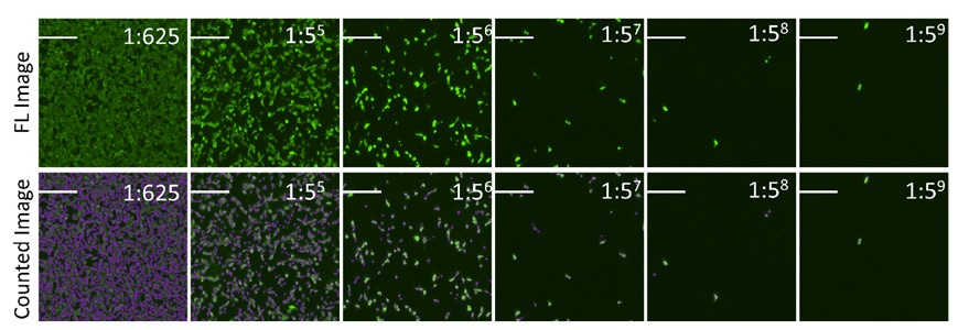 Counting positive infected cells