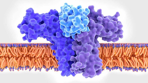 cytokine research reagents