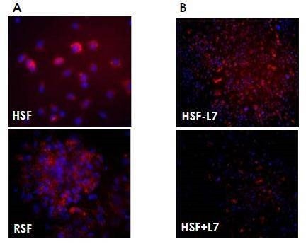 cytometry-filter4.png