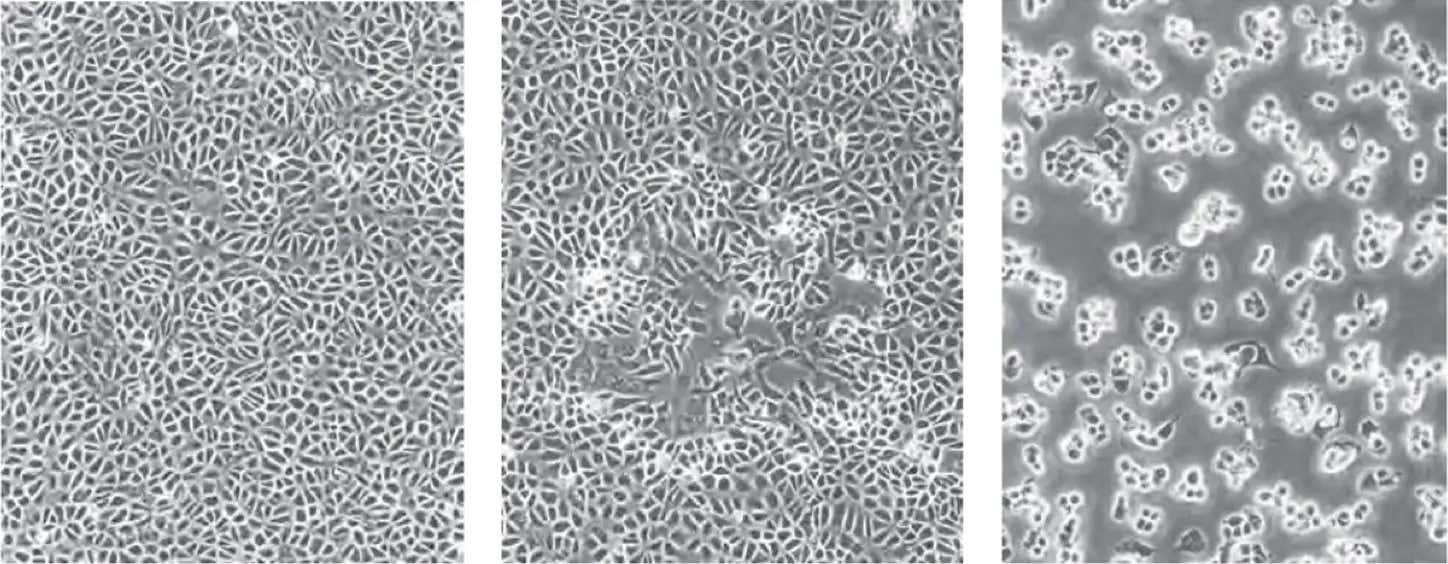 Cytopathic Effects