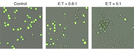 Cytotoxicity of K562 and IMR32