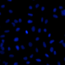 DAPI cell image