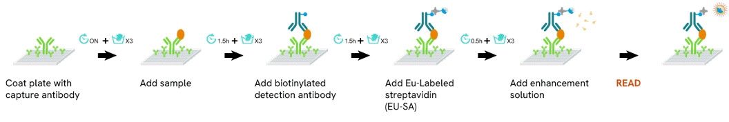 delfia-assay-principle-assay-protocol-technology-delfia-assay-steps1056px