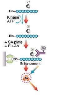 delfia-kinase-fig1.png