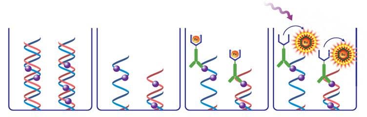 delfia-proliferation-fig1.jpg