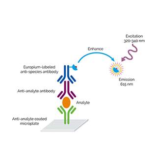 delfia-trf-assays-fig2.jpg