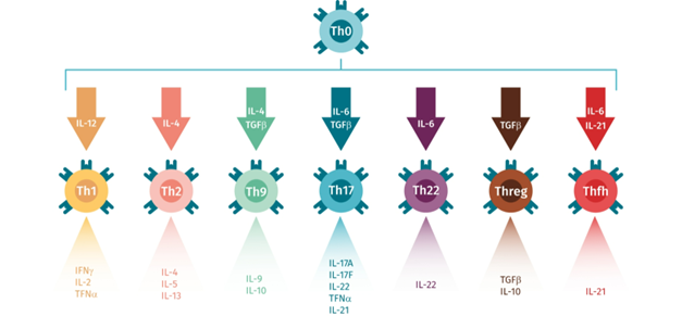 differentiate-your-naive-cd4-t-lymphocytes-into-th17