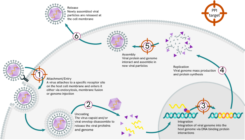 disrupting-ppi-viral-life-cycle-blog-image1.png