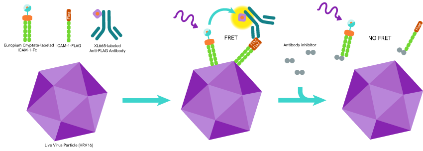 disrupting-ppi-viral-life-cycle-blog-image2.png