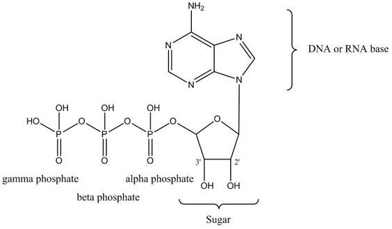 dna-and-rna-labeling-fig1