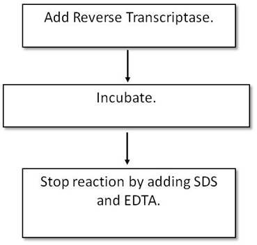 dna-and-rna-labeling-fig4