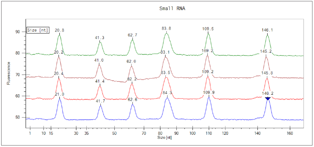 electropherogram distinguishes size of small RNA