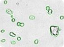 Embryonic Stem Cells