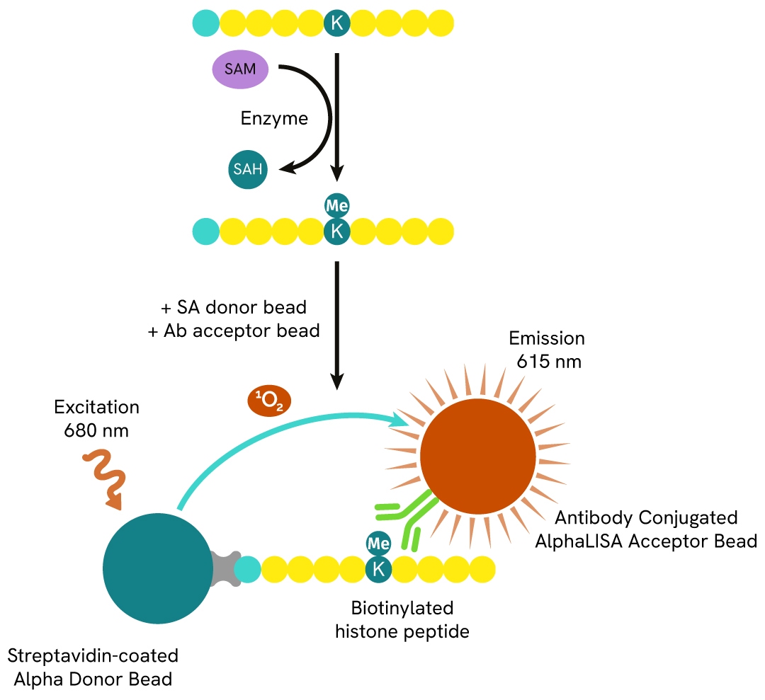 epigenetic toolbox fig1