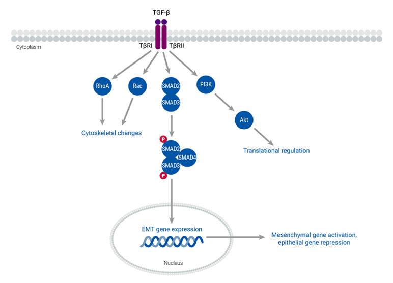 epithelial-mesenchymal-transition