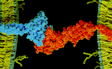 Evaluating next-generation cytokines for cancer immunotherapy