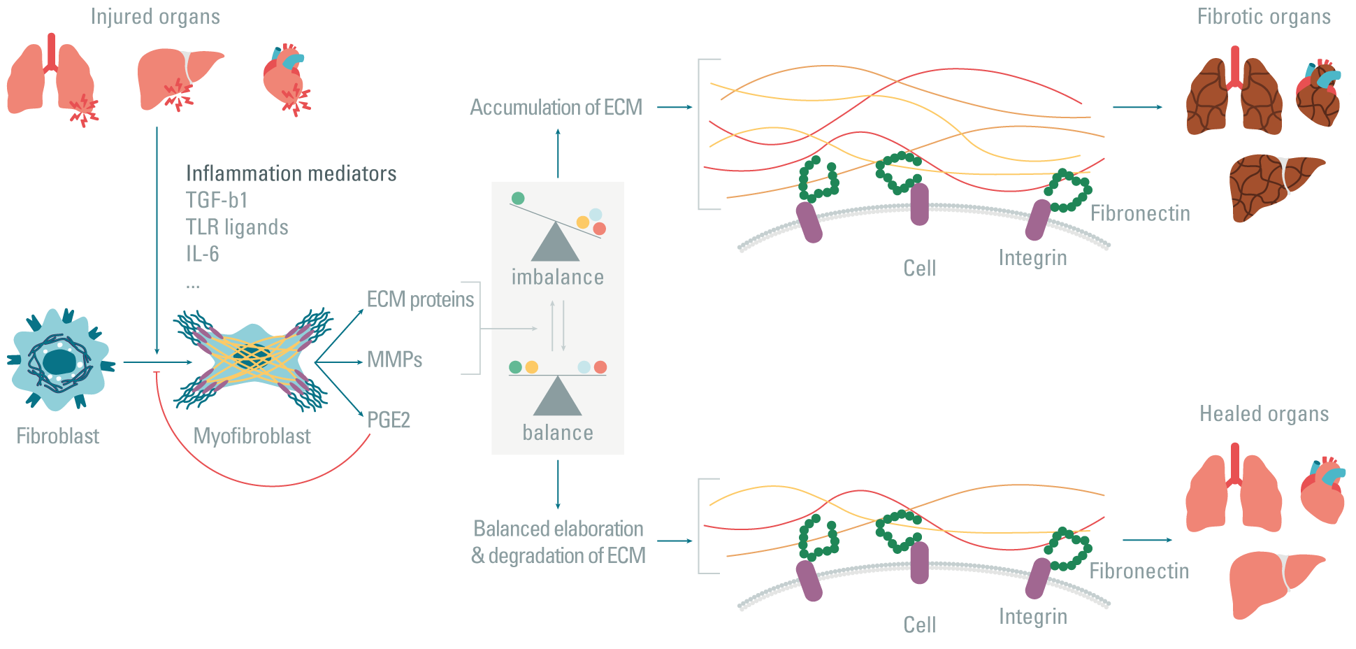 fibroblasts-involvement-in-fibrosis-pathogenesis1.PNG