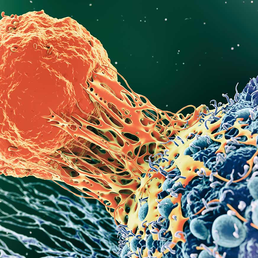 fibrosis-research-872x872