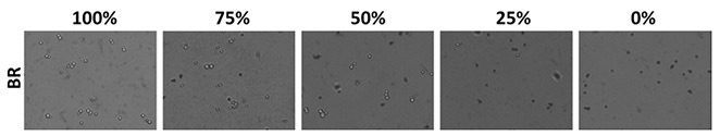 fig1 methylene blue stained yeast