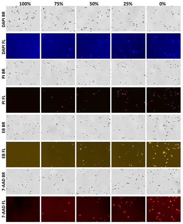 fig2a yeast cells stained