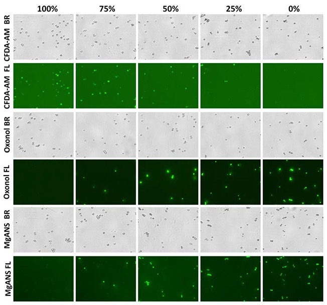 fig3a bright field and fluorescent yeast images