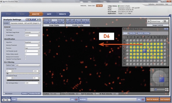 RFP fluorescent image of well D6